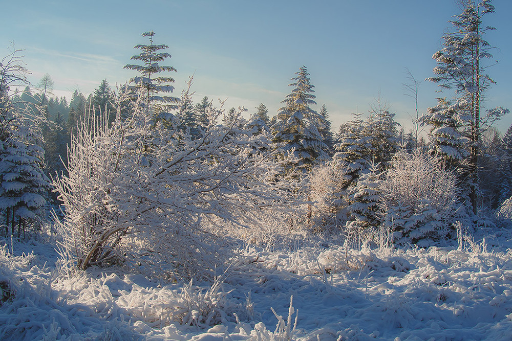 Фотографія Зима по пояс... / Igor Lysenok / photographers.ua