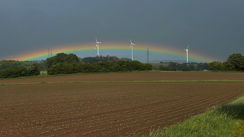 Фотографія На полі Кукурудза зійшла... / Igor Lysenok / photographers.ua