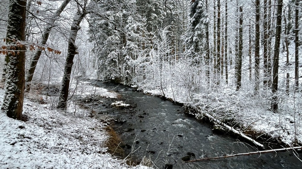 Фотографія Одна сніжинка ще не Зима... / Igor Lysenok / photographers.ua