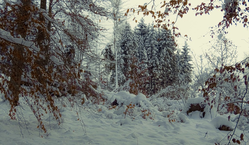 Фотографія Зустрілася Зима і Осінь... / Igor Lysenok / photographers.ua