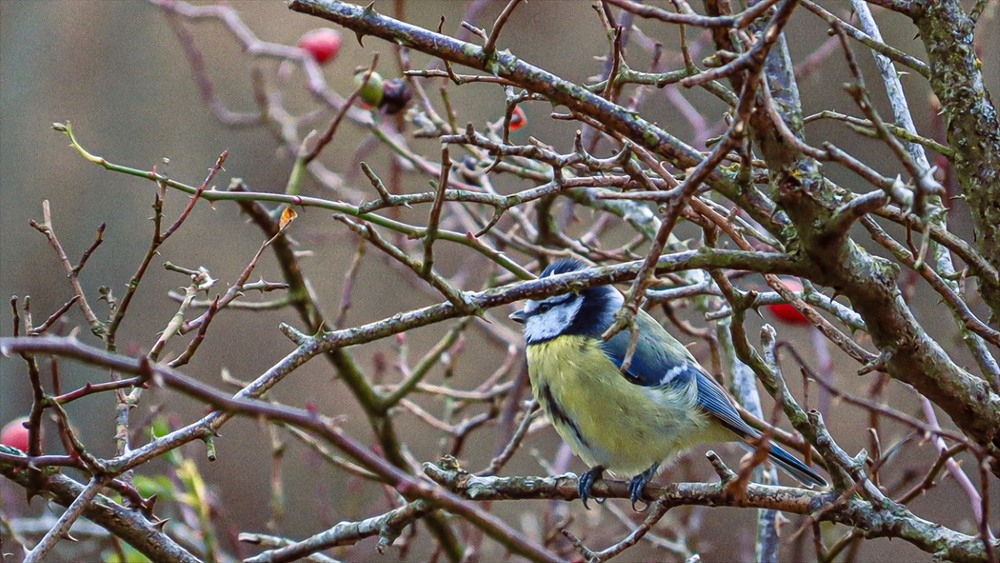 Фотографія Все буде добре! / Igor Lysenok / photographers.ua