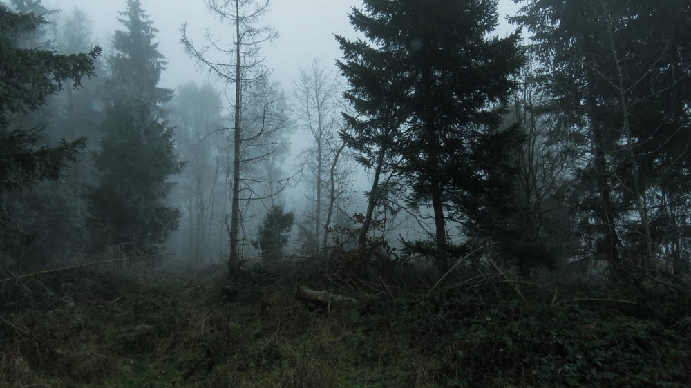 Фотографія За тим туманом ніх?... не видно... / Igor Lysenok / photographers.ua