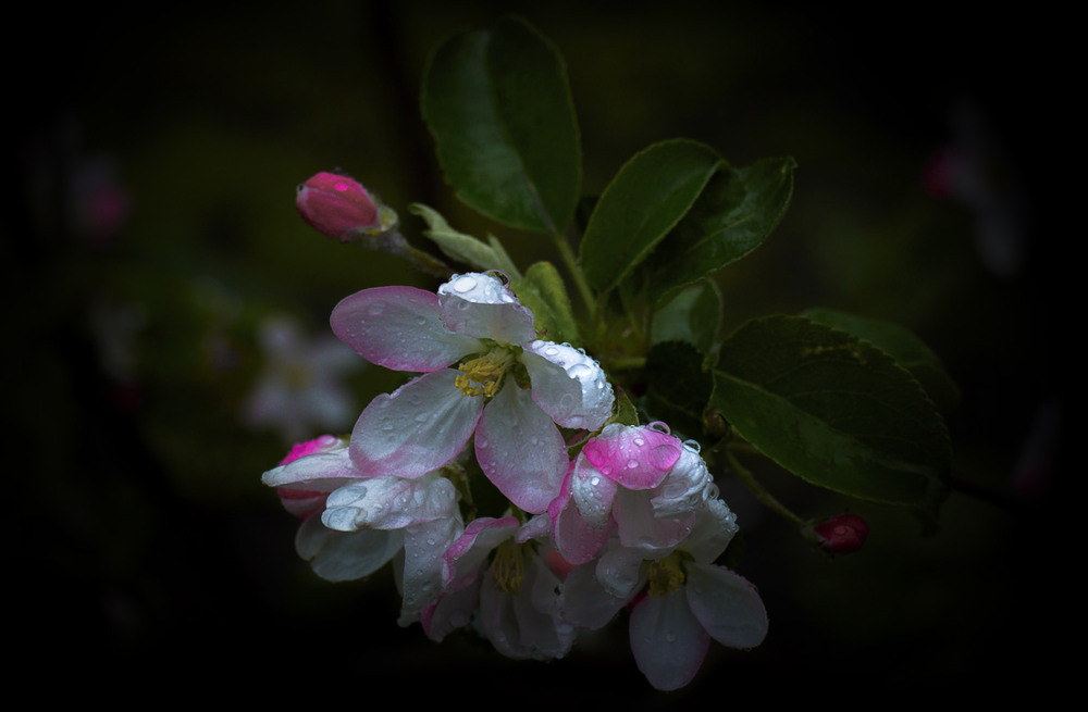 Фотографія Цвет яблони в дождливый день... / Igor Lysenok / photographers.ua
