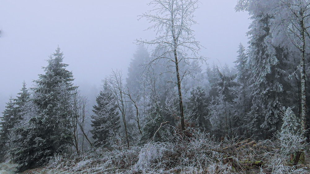 Фотографія Вечір. Туман... / Igor Lysenok / photographers.ua