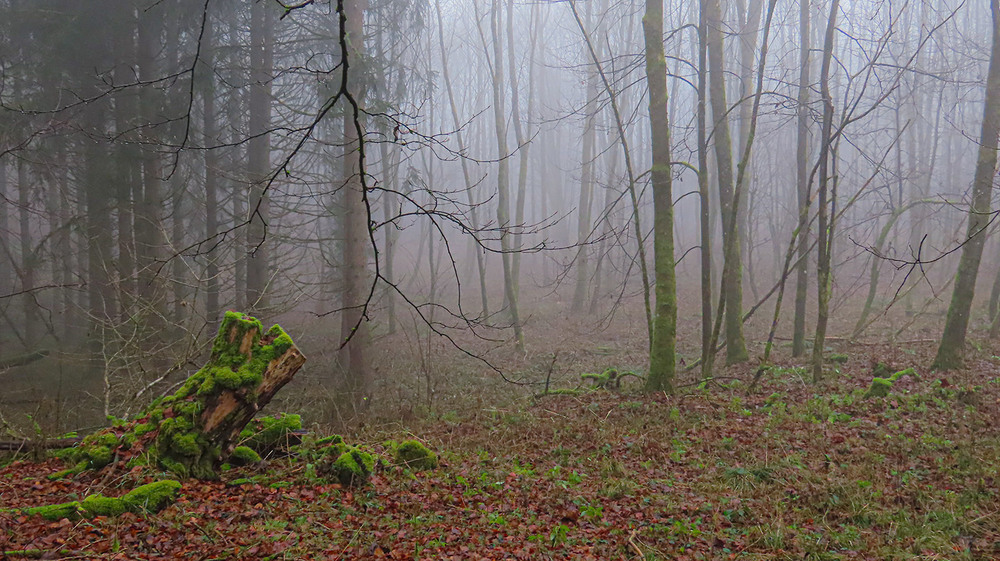 Фотографія Ранковий туман... / Igor Lysenok / photographers.ua