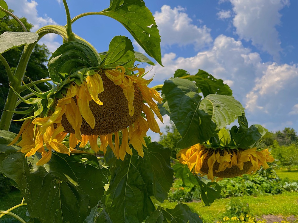 Фотографія Мої улюблені квіти... / Igor Lysenok / photographers.ua