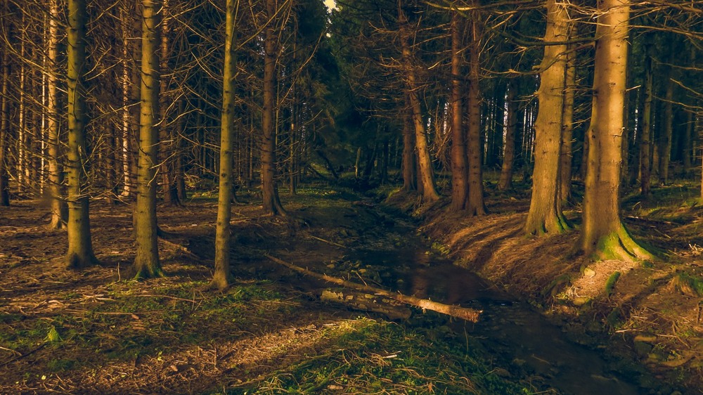 Фотографія Вечір в ялинковому лісі... / Igor Lysenok / photographers.ua