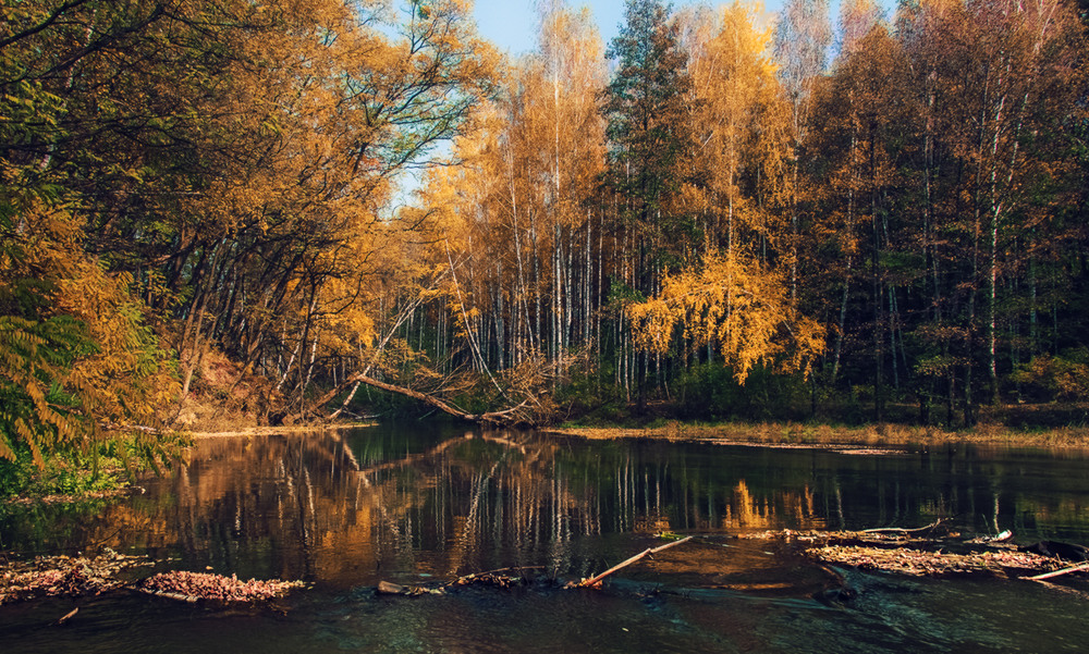 Фотографія Последние аккорды осени / Igor Lysenok / photographers.ua