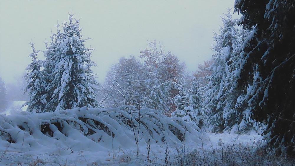 Фотографія Перший сніг в ранковому лісі / Igor Lysenok / photographers.ua