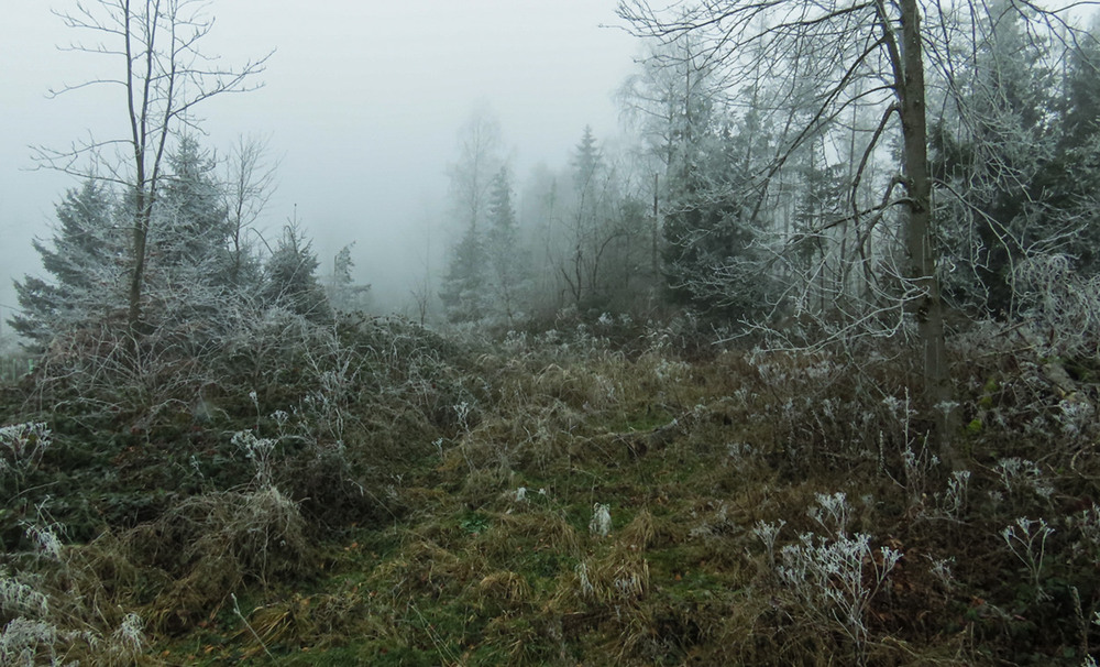 Фотографія Вкрився сивиною ліс, наче голова моя... / Igor Lysenok / photographers.ua