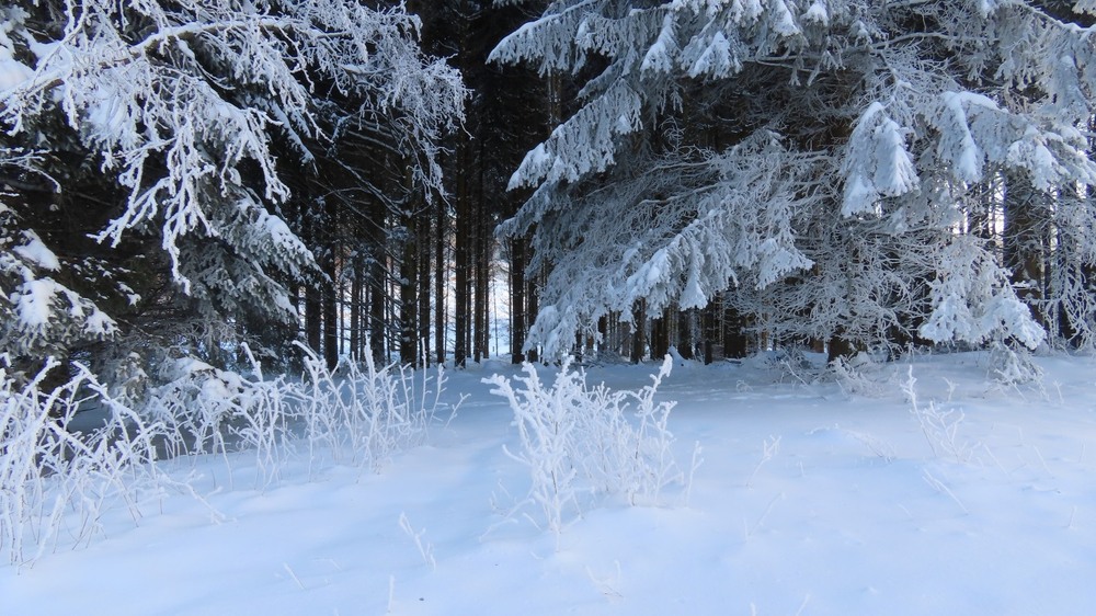 Фотографія Вишивала зима білим по чорному... / Igor Lysenok / photographers.ua