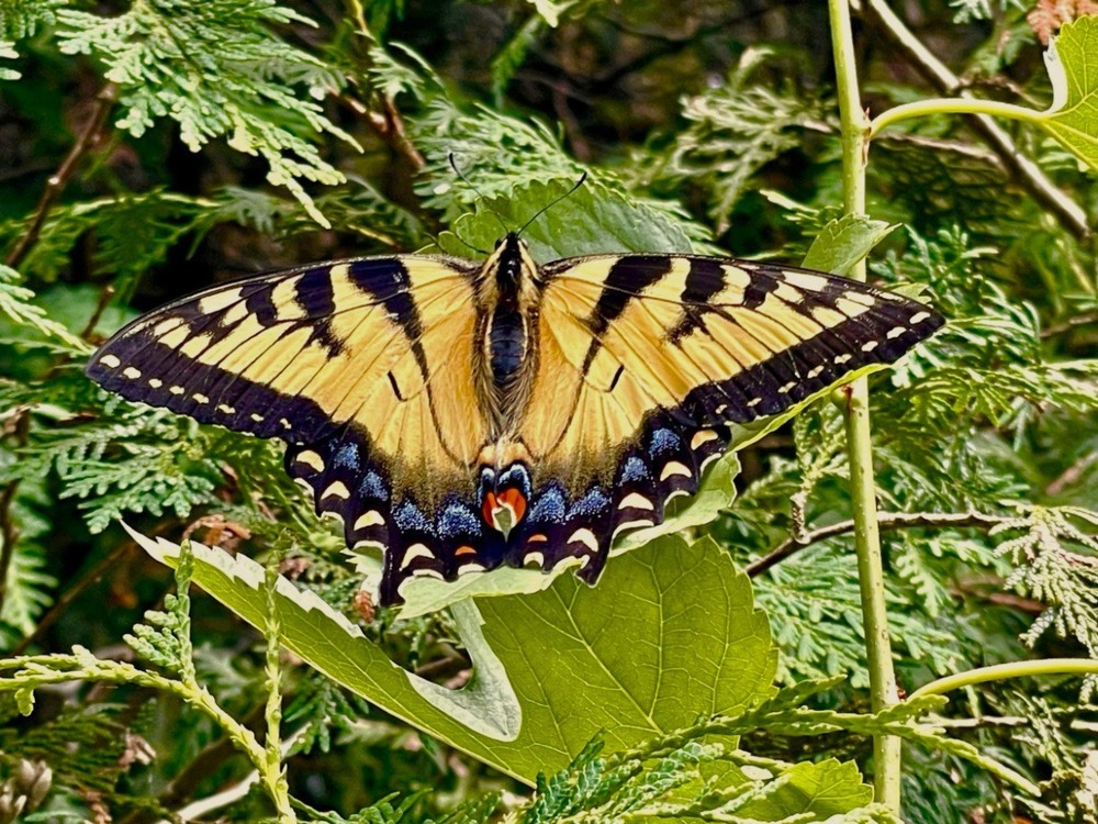 Фотографія Канадські метелики / Igor Lysenok / photographers.ua