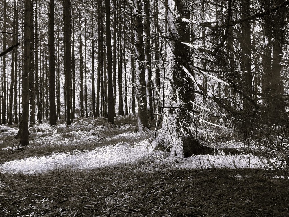 Фотографія У Чорнобильському ліісі... / Igor Lysenok / photographers.ua