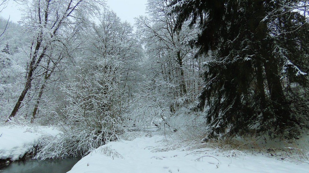 Фотографія Чорно_Біла _Зима / Igor Lysenok / photographers.ua