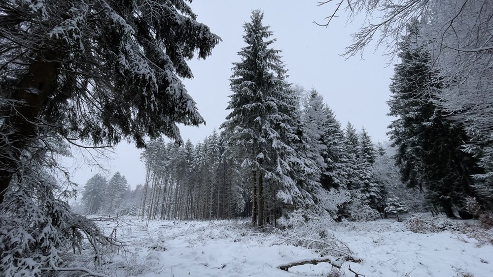 Фотографія Навпростець, через ліс по пеньках і корчах... / Igor Lysenok / photographers.ua