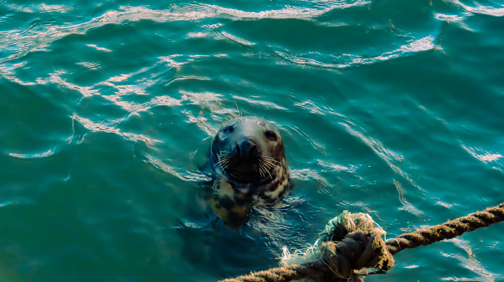 Фотографія Ми прийшли у той день в порт... / Igor Lysenok / photographers.ua