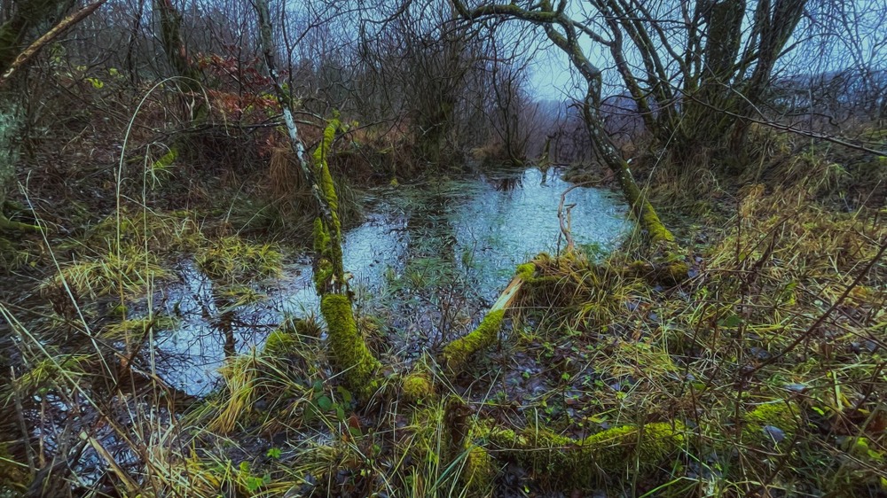 Фотографія З Новим роком! / Igor Lysenok / photographers.ua