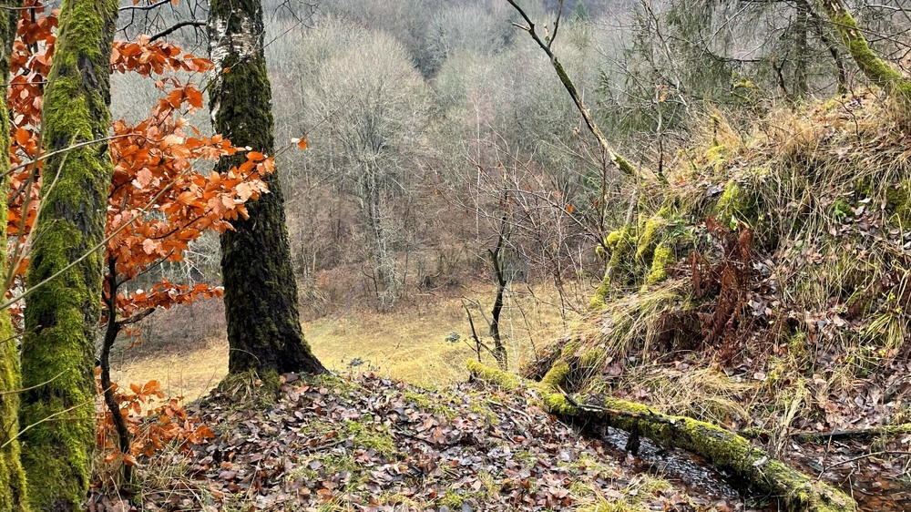 Фотографія Край урвища береза... / Igor Lysenok / photographers.ua