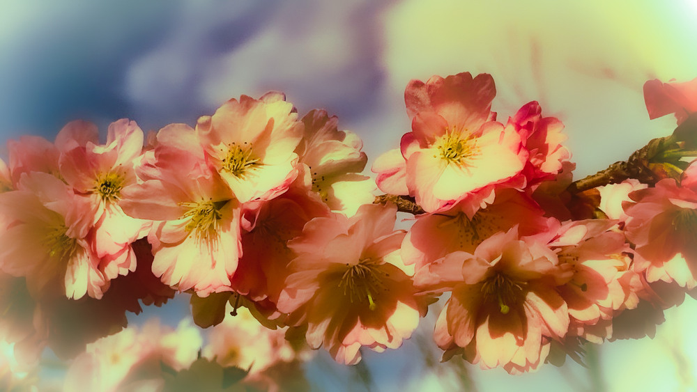 Фотографія Нарешті і у нашому садочку Сакура розквітла... / Igor Lysenok / photographers.ua