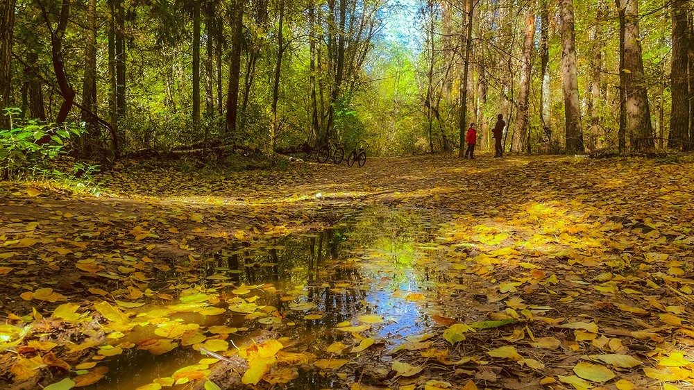 Фотографія Мелодії осені... / Igor Lysenok / photographers.ua