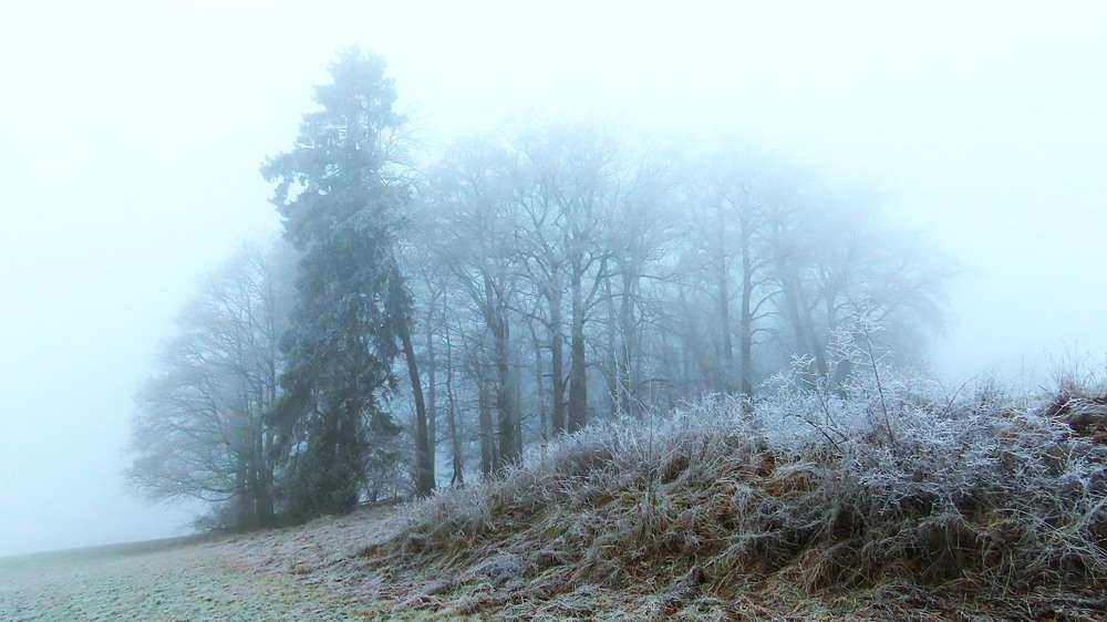 Фотографія Ой на горі ялинка... / Igor Lysenok / photographers.ua