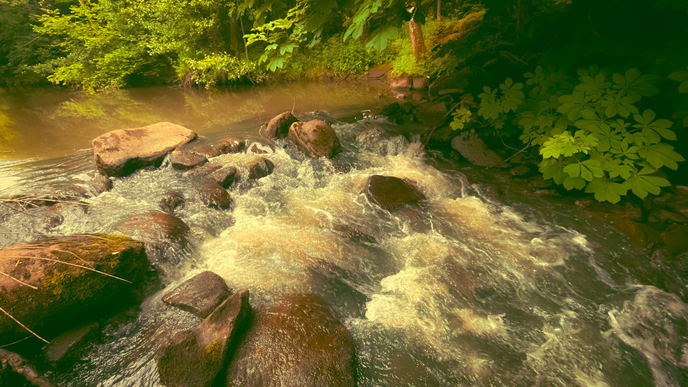 Фотографія Шалений Ністер... / Igor Lysenok / photographers.ua
