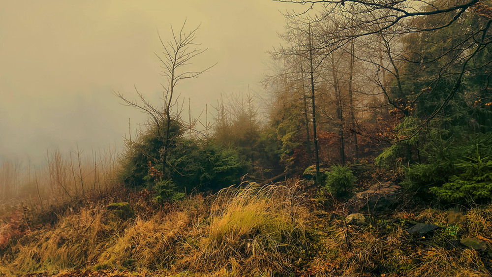 Фотографія ...а за туманом нічого не видно... / Igor Lysenok / photographers.ua