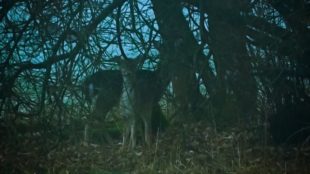 Фотографія Ree / Igor Lysenok / photographers.ua