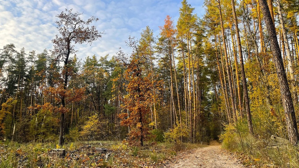 Фотографія В Броварському лісі осінь.. / Igor Lysenok / photographers.ua