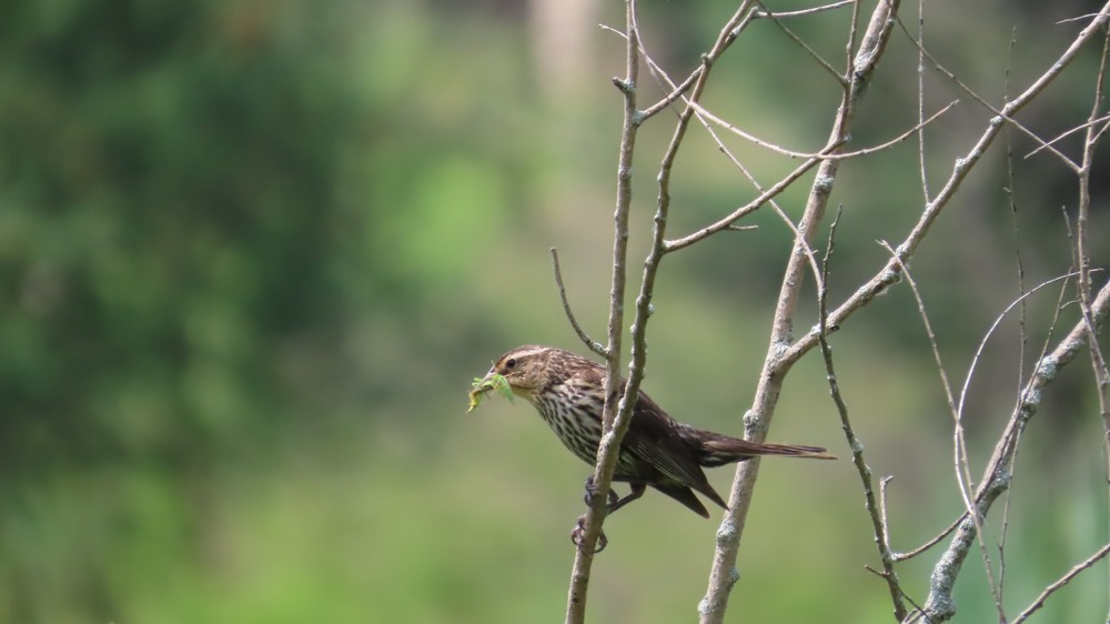 Фотографія Вдале полювання / Igor Lysenok / photographers.ua