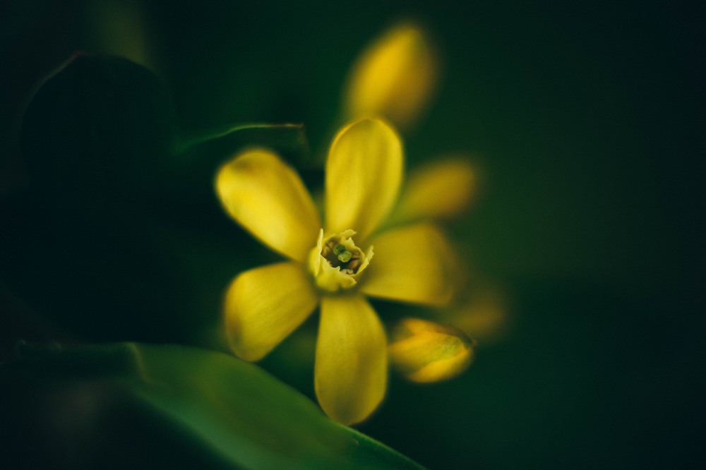 Фотографія Yellow flower / Roman Juve / photographers.ua