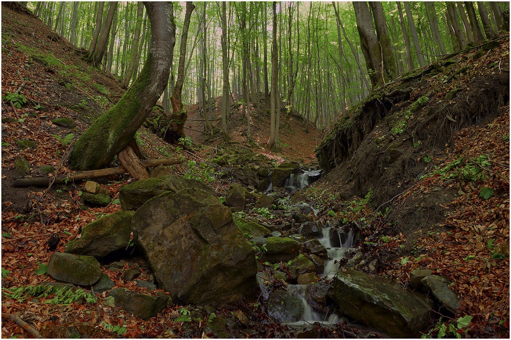 Фотографія Deep forest / Aeromast / photographers.ua