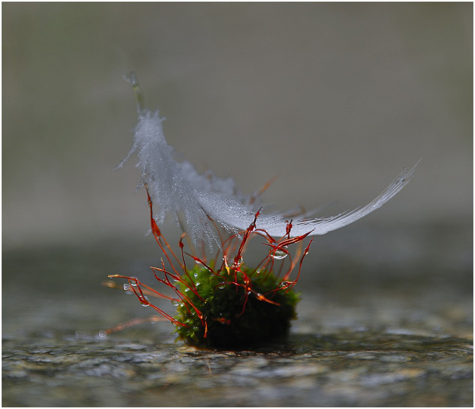 Фотографія Crystal Island / Aeromast / photographers.ua