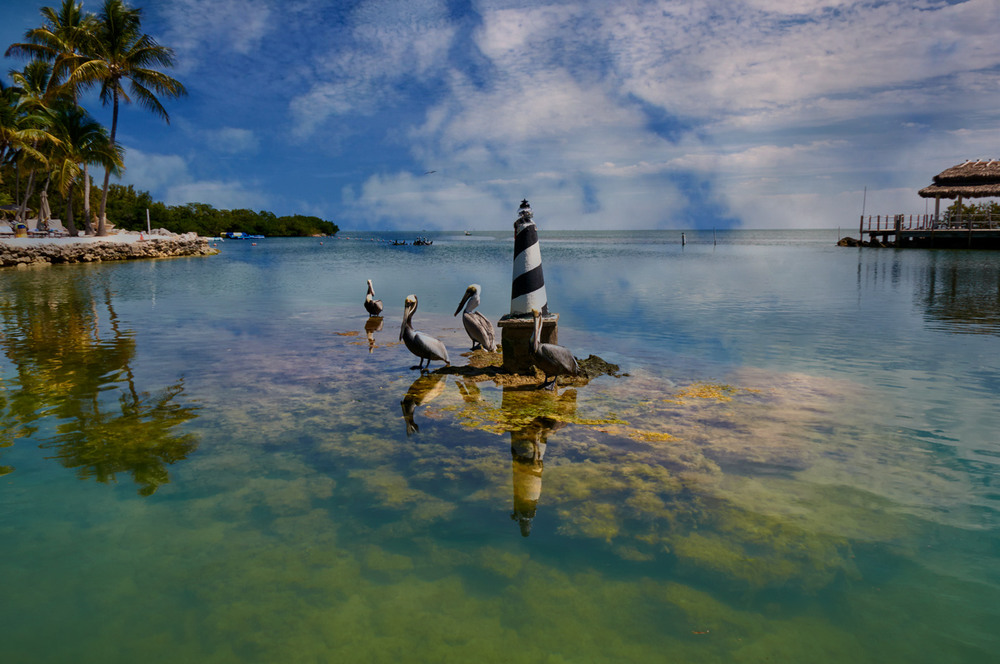 Фотографія Pelican bay / Babka Yoshka / photographers.ua