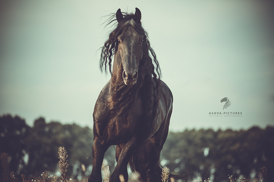 Фотографія Мьюз / Бондаренко Виктория / photographers.ua