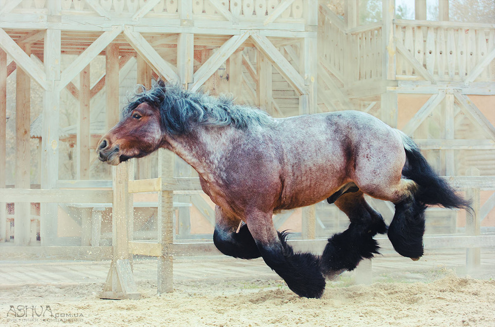 Фотографія И только лошади летаю вдохновенно!) / Бондаренко Виктория / photographers.ua