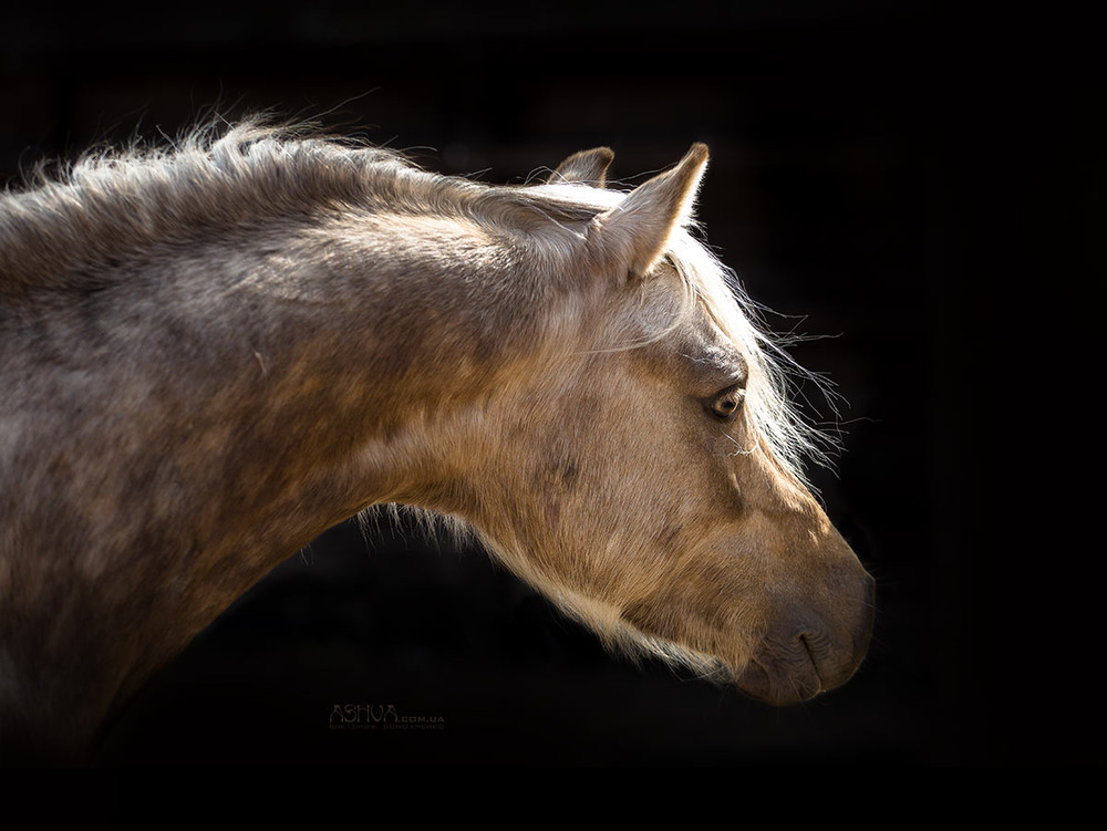 Фотографія Диамант. Уэльский пони / Бондаренко Виктория / photographers.ua