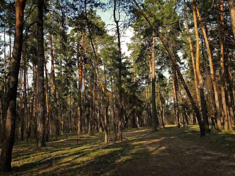 Фотографія Солнечный закат в сосновом лесу / Бровко Владимир / photographers.ua
