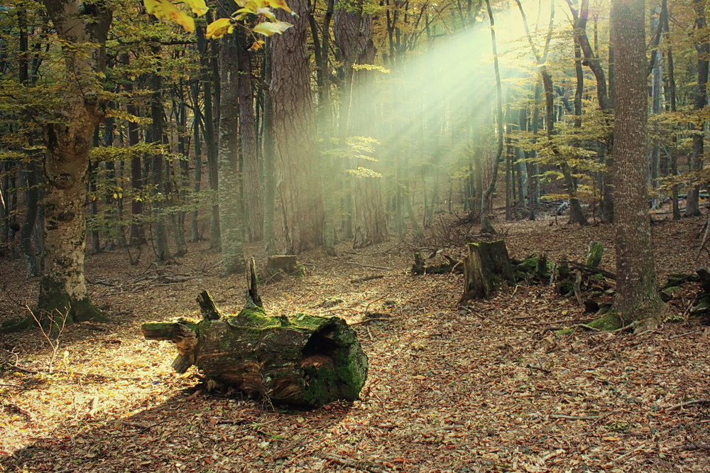Фотографія Сквозь крымский лес... / Victor Kashuba / photographers.ua