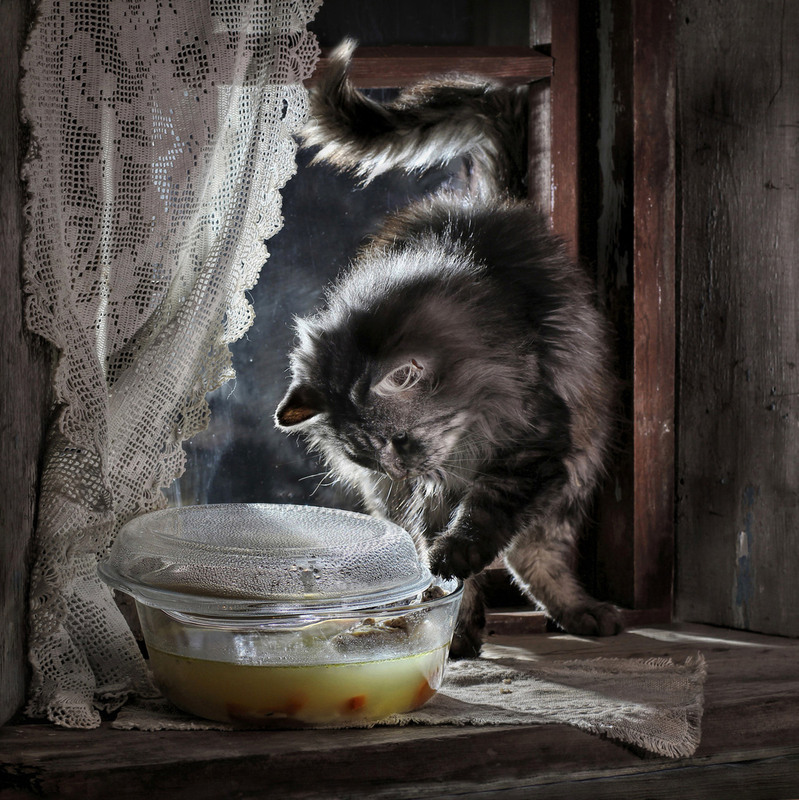 Фотографія суп с котом / Светлана Павловская / photographers.ua