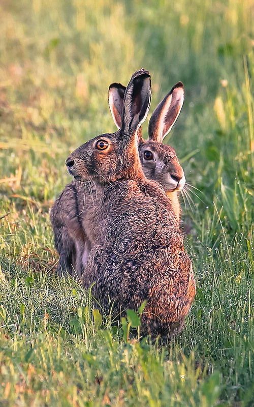 Фотографія **** / Міщенко Вячеслав / photographers.ua
