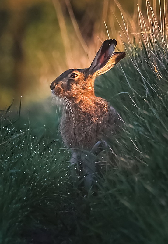 Фотографія **** / Міщенко Вячеслав / photographers.ua