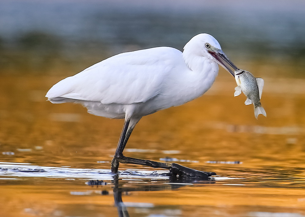 Фотографія Мала чапля / Міщенко Вячеслав / photographers.ua