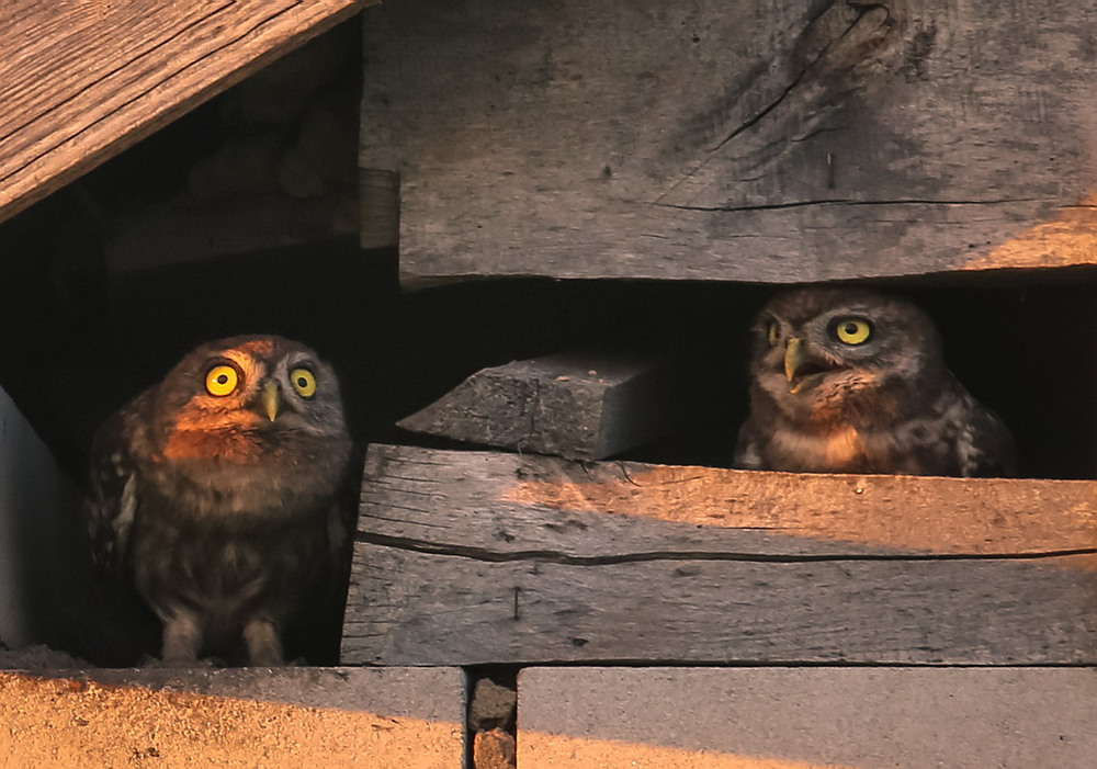Фотографія Ти що,фотографа ніколи не бачив / Міщенко Вячеслав / photographers.ua