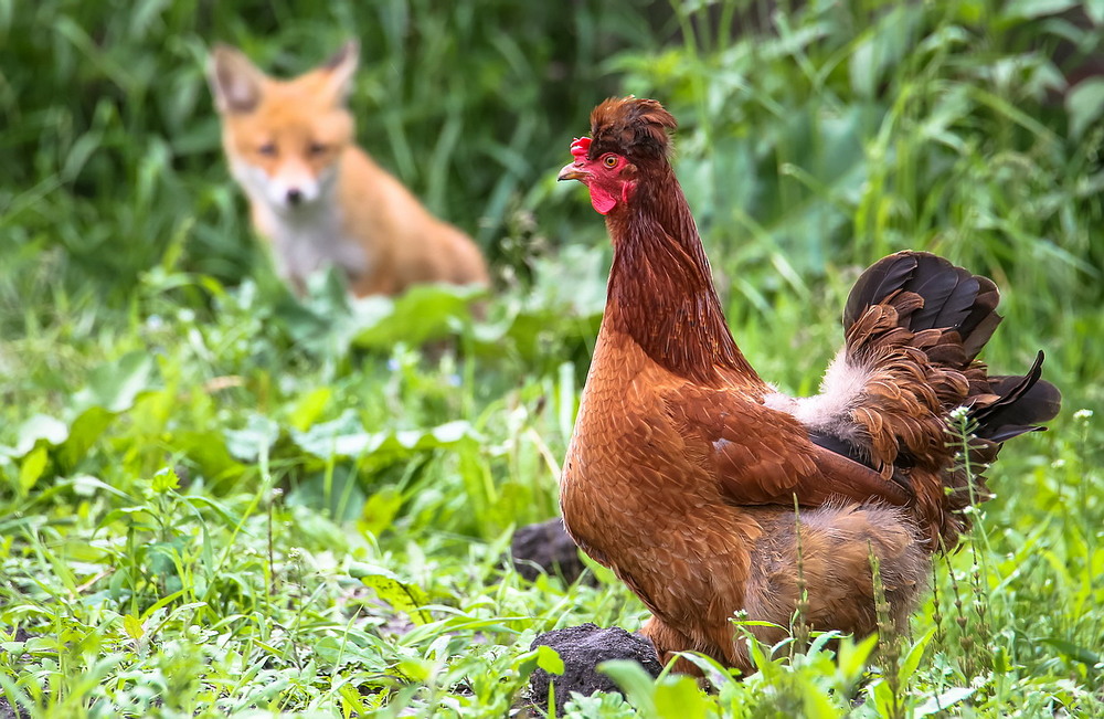 Фотографія **** / Міщенко Вячеслав / photographers.ua