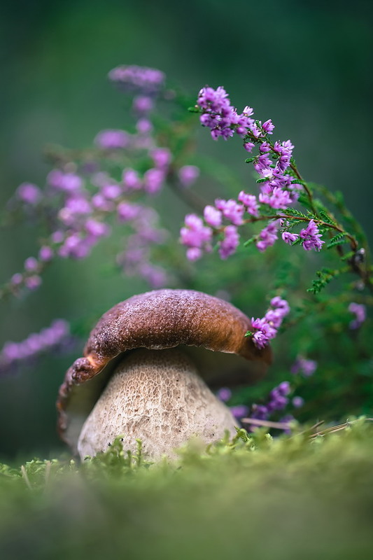 Фотографія **** / Міщенко Вячеслав / photographers.ua