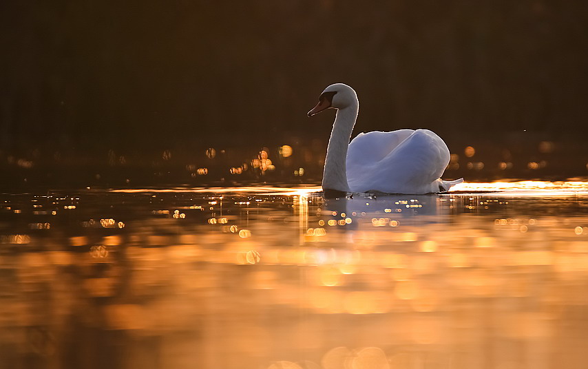 Фотографія Белые лебеди, Бога посланники... / Міщенко Вячеслав / photographers.ua
