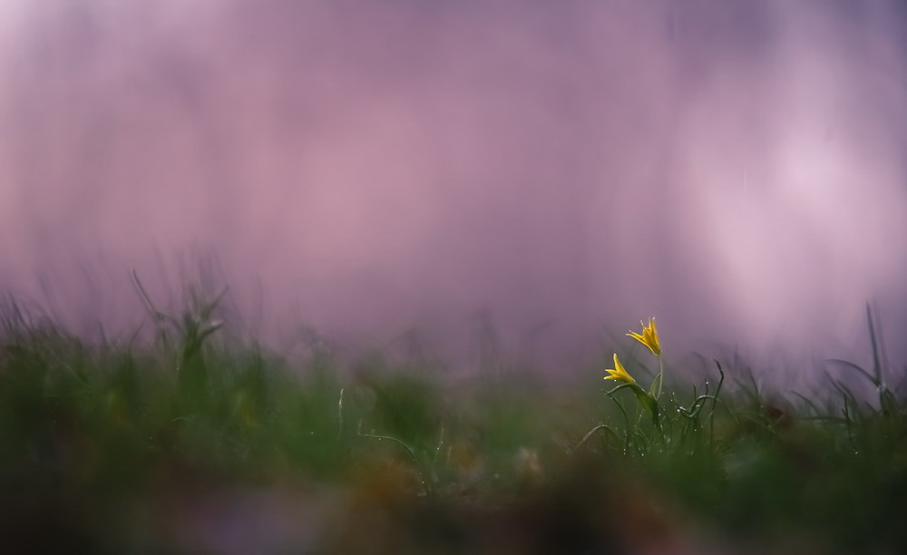 Фотографія Весна.Любовь.Двое в тумане. / Міщенко Вячеслав / photographers.ua