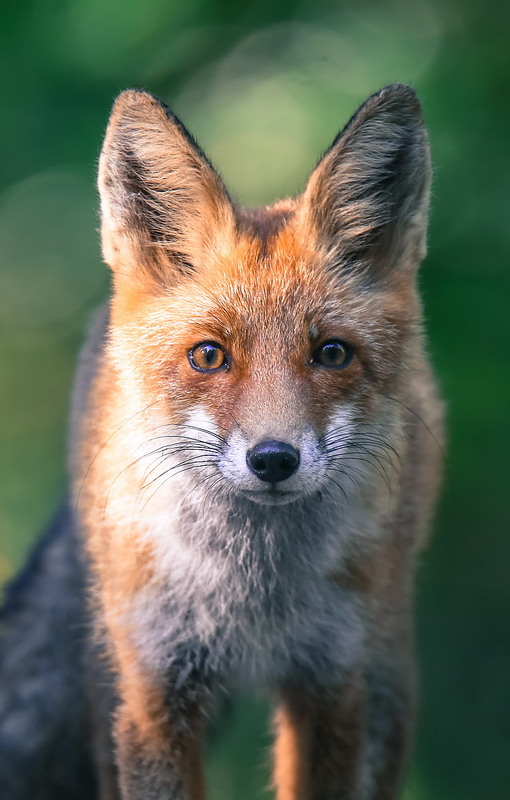 Фотографія **** / Міщенко Вячеслав / photographers.ua