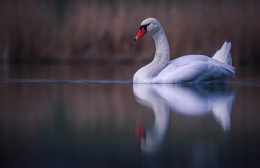 Фотографія А белый лебедь на пруду... / Міщенко Вячеслав / photographers.ua